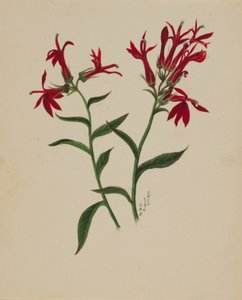 (Zonder titel - Bloemenstudie)