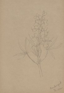 (Zonder titel - Bloemenstudie) door Mary Vaux Walcott