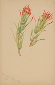 (Zonder titel - Plantenstudie) door Mary Vaux Walcott