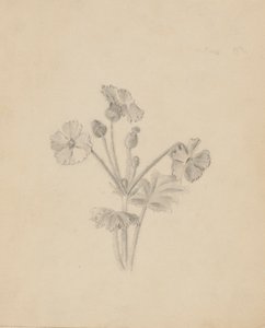 (Zonder titel - Plantenstudie) door Mary Vaux Walcott