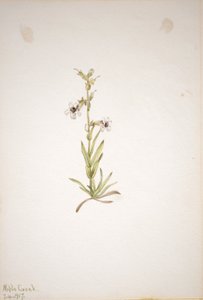 (Zonder titel - Plantenstudie) door Mary Vaux Walcott