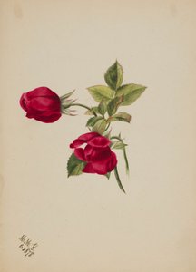 (Zonder titel - Roos)