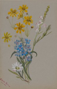 (Zonder titel, groep bloemen) door Mary Vaux Walcott
