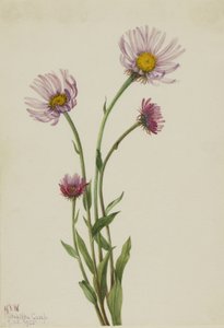 Alaska vlooienkruid (Erigeron salsuginosus) door Mary Vaux Walcott