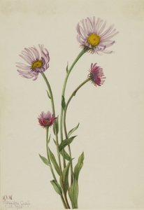 Alaska Vlooienkruid Erigeron salsuginosus, 1925