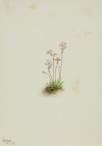 Alberta sleutelbloem (Primula maccalliana) door Mary Vaux Walcott