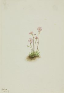 Alberta Primula Primula maccalliana, 1917 door Mary Vaux Walcott