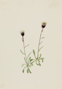 Aleutische Vlooienkruid Erigeron unalaschensis