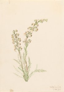 Alpiene varen (Pedicularis contorta) door Mary Vaux Walcott
