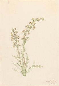 Alpenvarenleven Pedicularis contorta, 1907 door Mary Vaux Walcott