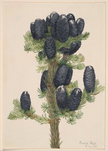 Alpenden (Abies lasiocarpa) door Mary Vaux Walcott