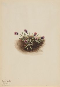 Alpenvlo (Erigeron unalaschcensis) door Mary Vaux Walcott