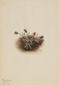 Alpenfijnstraal Erigeron unalaschcensis, 1916 door Mary Vaux Walcott