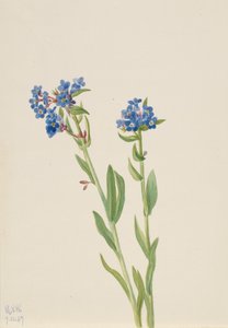 Alpen Vergeet-mij-nietje Myosotis alpestris, 1937 door Mary Vaux Walcott