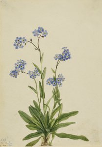 Alpen vergeet-mij-nietje (Myosotis alpestris) door Mary Vaux Walcott