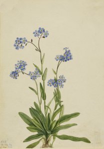 Alpen Vergeet-mij-nietje Myosotis alpestris, 1924
