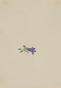 Alpenklokje Campanula lasiocarpa, n.d.