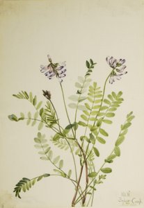 Alpenmelkvetch (Astragalus alpinus) door Mary Vaux Walcott