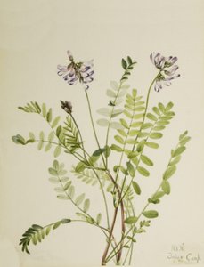 Alpenmelk Astragalus alpinus, 1921