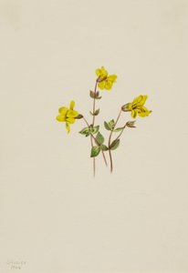 Alpen Aapbloem Mimulus caespitosus, 1904 door Mary Vaux Walcott