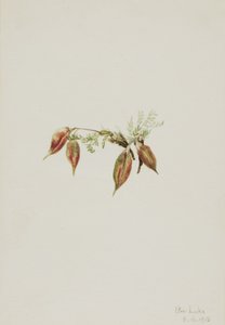 Alpen Pointvetch Oxytropis podocarpa, 1918 door Mary Vaux Walcott