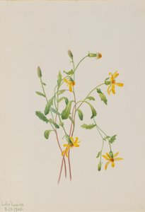 Alpenkruiskruid Senecio soort