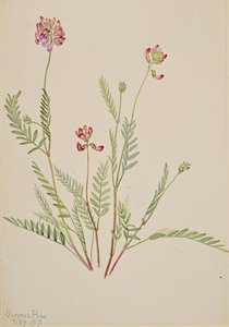 Alpenwikke Astragalus bourgovii