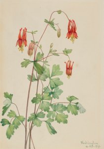 Amerikaanse akelei (Aquilegia canadensis) door Mary Vaux Walcott