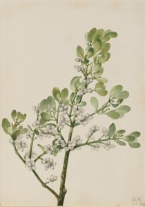 Amerikaanse maretak Phoradendron flavescens, 1923
