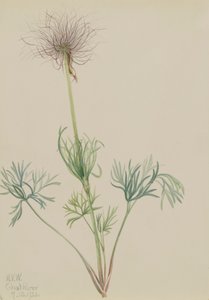 Amerikaanse Pasquebloem Pulsatilla ludoviciana, 1920