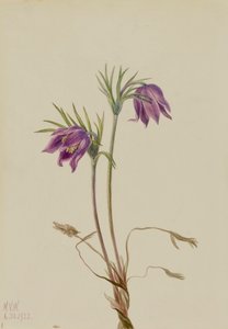 Amerikaanse Pasqueflower Pulsatilla ludoviciana, 1922
