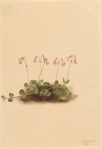 Amerikaanse Tweelingbloem (Linnaea borealis americana) door Mary Vaux Walcott
