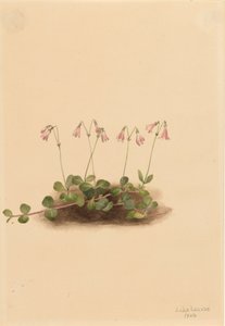 Amerikaanse Tweebloem Linnaea borealis americana door Mary Vaux Walcott
