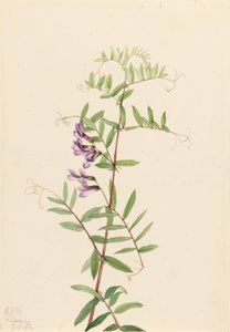 Amerikaanse wikke (Vicia americana)