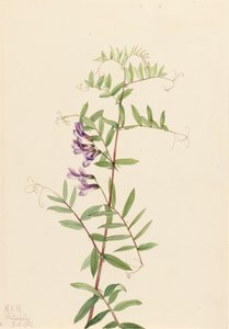 Amerikaanse Wikke Vicia americana, 1922