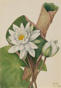Amerikaanse Waterlelie Castalia odorata, 1920
