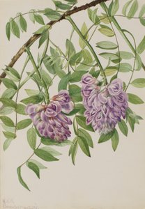 Amerikaanse Wisteria Kraunhia frutescens, 1925