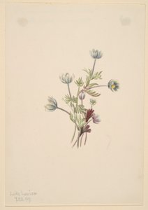 Anemoon (Anemone drummondii)