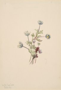Anemoon Anemone drummondii, 1907