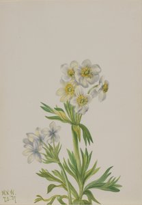 Anemoon Anemone zephyra, 1937