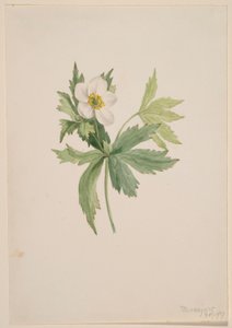 Anemoon kanadensis door Mary Vaux Walcott