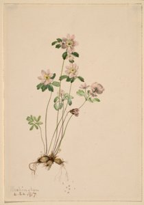Anemonella (Syndesmon thalictroides)
