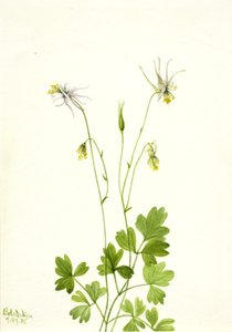 Aquilegia ecalcarata door Mary Vaux Walcott