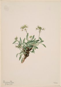 Arabis drummondii door Mary Vaux Walcott