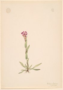 Arabis lyallii door Mary Vaux Walcott