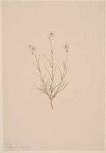 Arenaria formosa door Mary Vaux Walcott