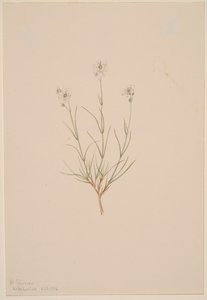 Arenaria formosa, 1904