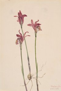 Arethusa Arethusa bulbosa, 1918 door Mary Vaux Walcott