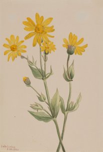 Arnica (Arnica latifolia) door Mary Vaux Walcott