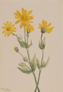 Arnica Arnica latifolia door Mary Vaux Walcott